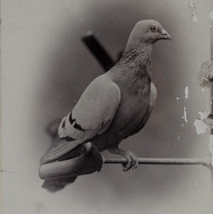 Dovesigh