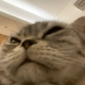 sanie