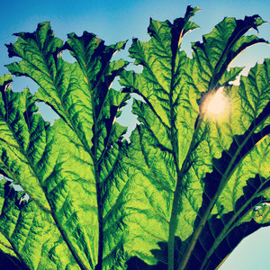 Gunnera cover