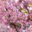 Cherry Blossoms Albumcover