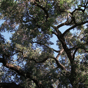 Trees album