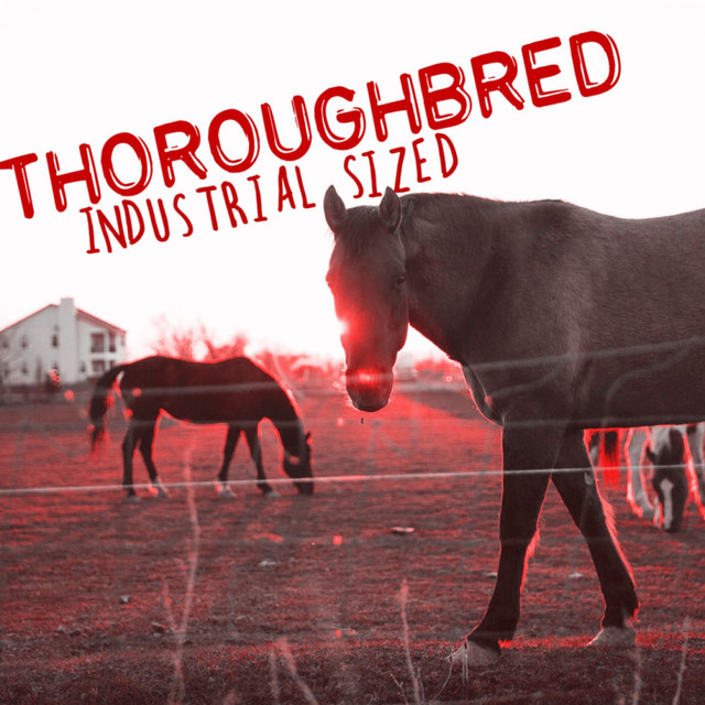 Thoroughbred Photo