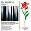 The Magnificent Organ Albumcover