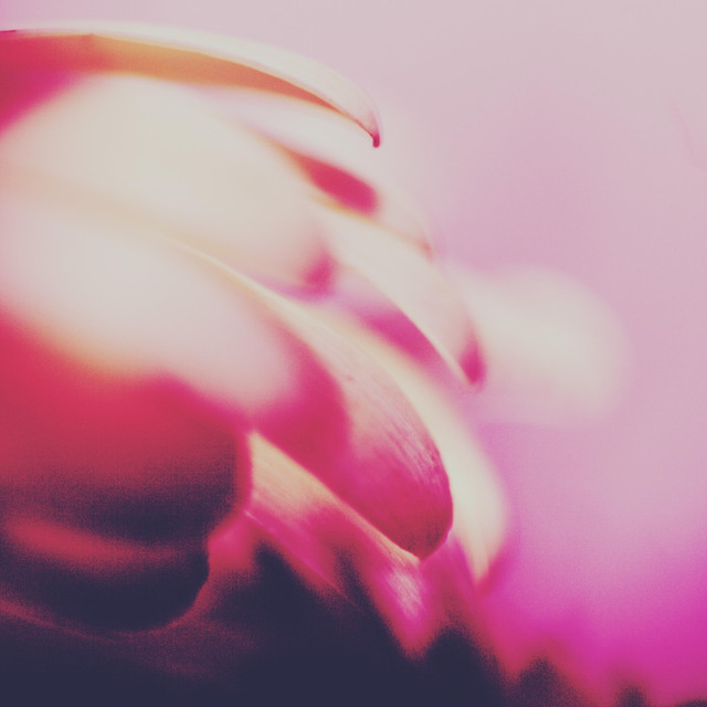 VSVN Photo