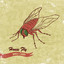 House Fly Albumcover