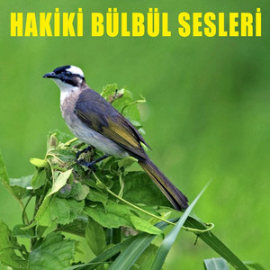 Bulbul cover