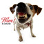 Wan! Albumcover