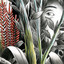 Vers les lueurs (Deluxe Edition) cover