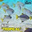 Tropical Albumcover