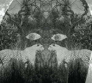 Soutu Albumcover