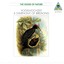 Natural Sound: Vogelhochzeit / A Symphony of Birdsong Albumcover