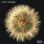 Gypsy Tailwind
