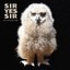Sir Yes Sir - Shelter.