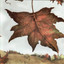 Autumn Day Albumcover