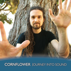 Cornflower photo