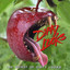 The Worst of Dirty Looks cover