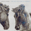 The Way We Look at Horses cover