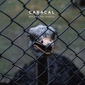 Caracal Photo