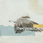 Albatross cover
