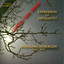 Ullmann, V.: Piano Sonata No. 6 / Klein, G.: Piano Sonata / Berman, K.: Suite for Piano Albumcover
