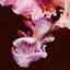 'Caught in a wave (Jas Shaw 15 Volts Mix 1)' - Simian Mobile Disco