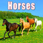 Animals: Horses Albumcover
