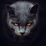 Furcatt profile