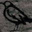 Ornithology Albumcover