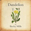 Dandelion Albumcover