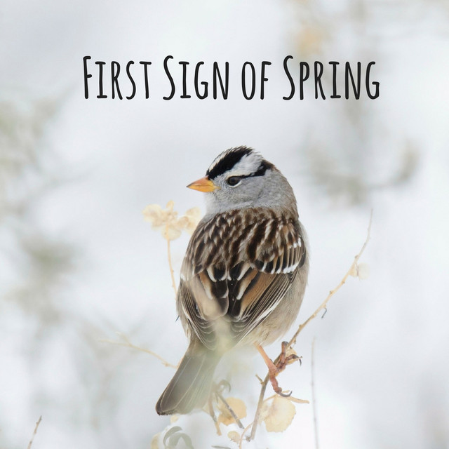 First Sign of Spring