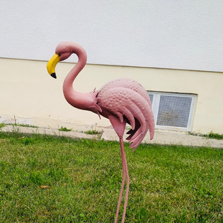 Lässing Photo