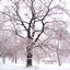 Arctic Fury Albumcover