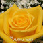 Autobiography of a Rose Albumcover