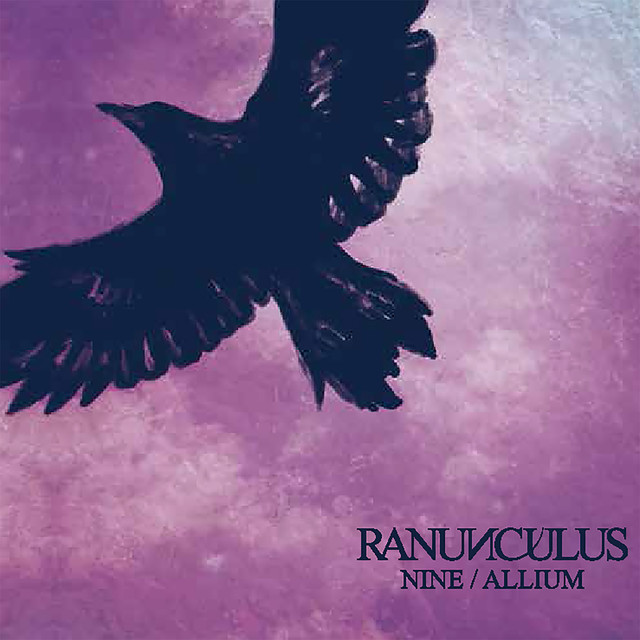 Ranunculus Photo