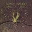 Like A Seed cover