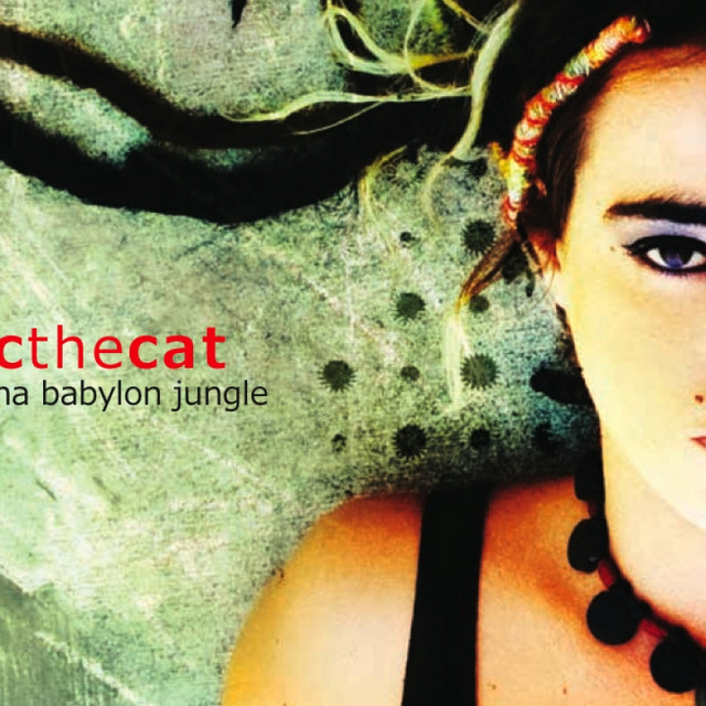 CC the Cat Photo