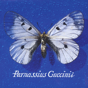 Parnassius Guccinii album