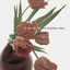 The Amateur View Albumcover