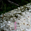 Petals on the Path cover