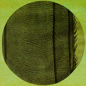 The Ring of the Rise cover