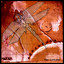 Dragonfly cover