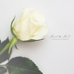 A Beautiful White cover