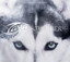 The Seer EP cover