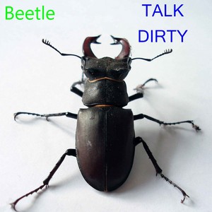 Beetle