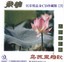 Selected Chinese Folk Music 3: Classical Zither Albumcover