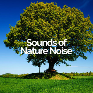 Na Noise Photo