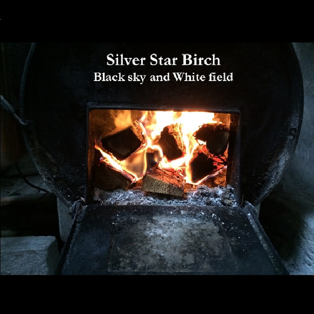Silver Birch photo