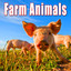 Animals: Farm Albumcover