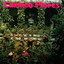 Carmen Flores Albumcover