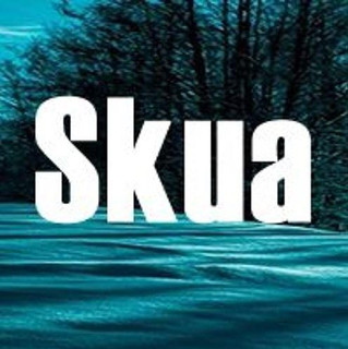 Skua Photo